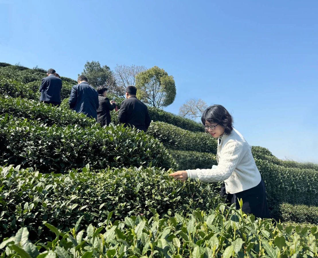 参与者在杨家牌楼茶山开展研学
